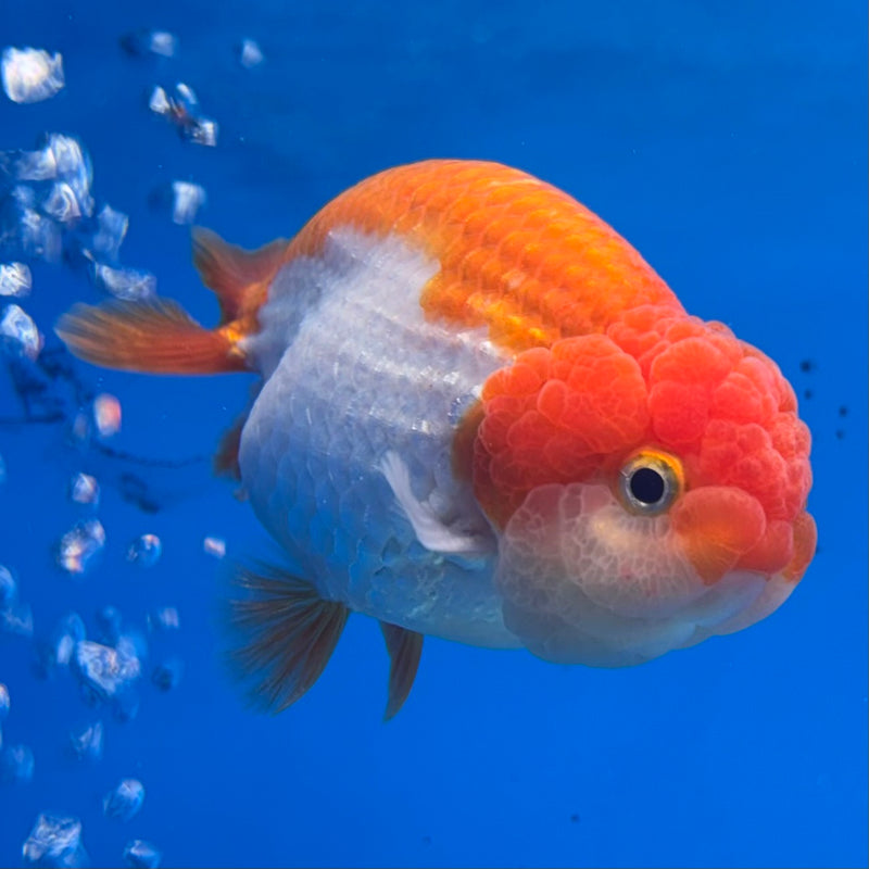 Thai Ranchu Red/White 3.5” Body Male(CK-831)R3A13