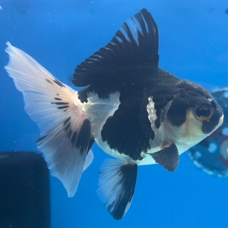 Thai Oranda Panda 3” Body Male(CK-1413)R3A12