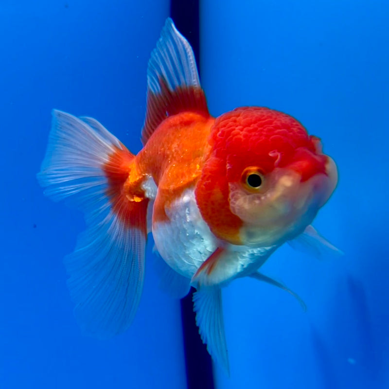 Thai Oranda Red/White 2.5” Body Female(CK-1118)R3A16