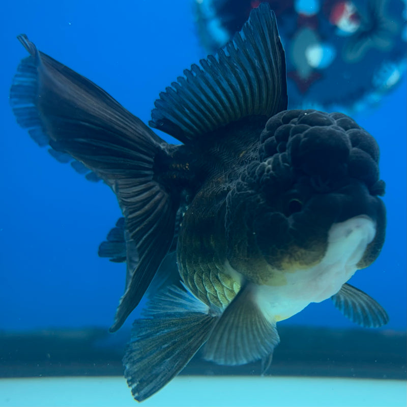 Thai Oranda Panda 2.5” Body Female(CK-902)R3B16