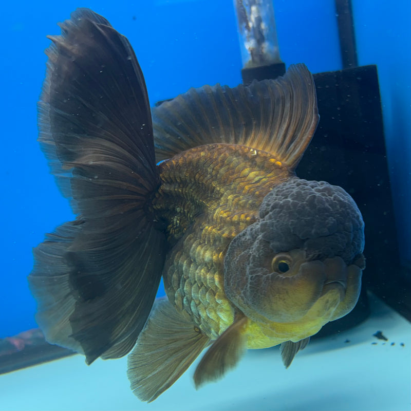 Thai Oranda Full Black 4” Body Female(CK-1501)R2B11