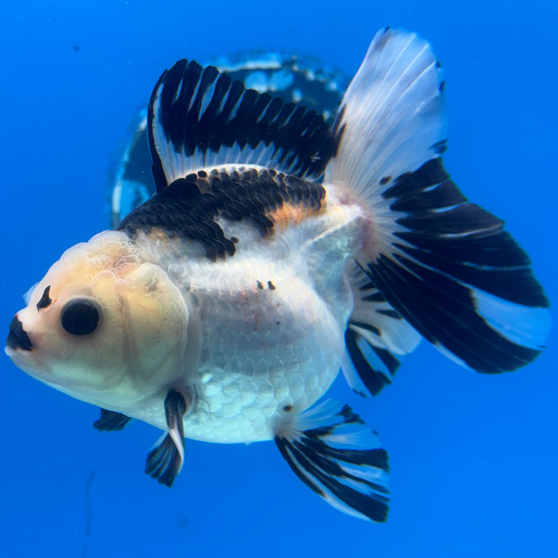 Thai Oranda Panda 3” Body Male(CK-1403)R1B09