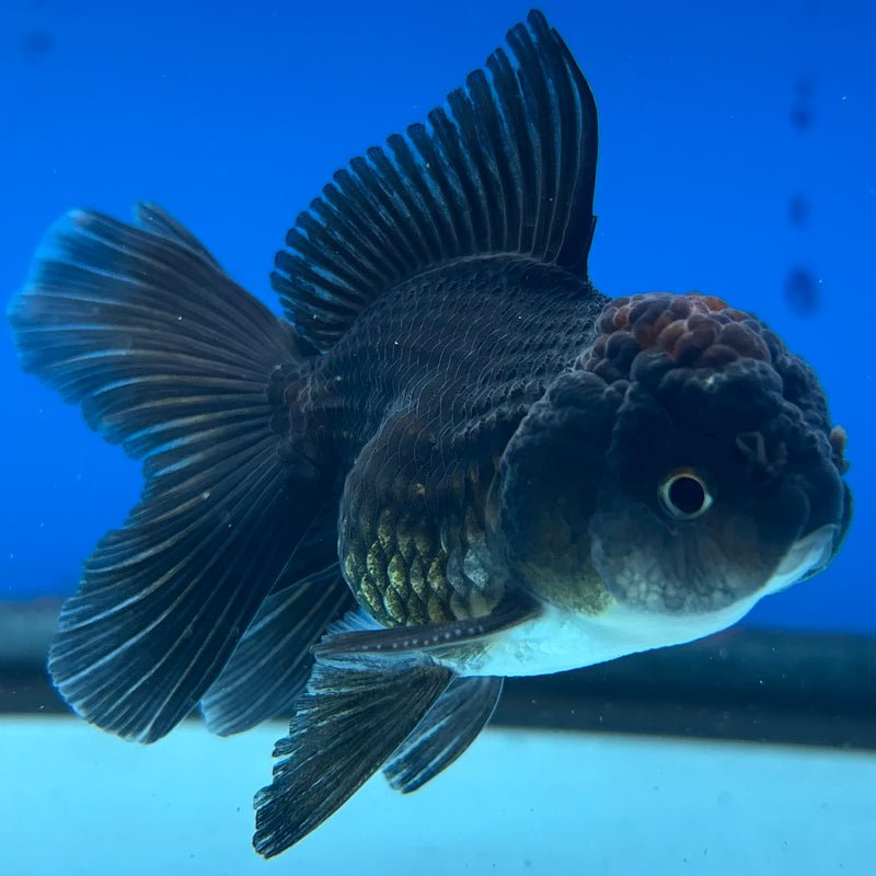 Thai Oranda Tri-Color 2” Body Male(CK-1009)R3B16