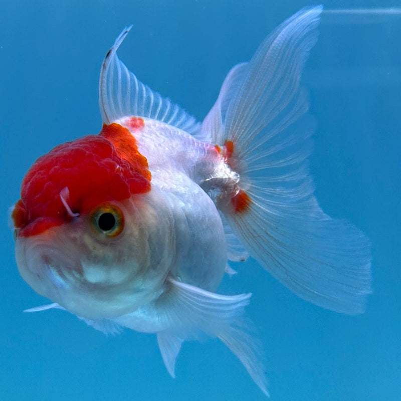 Thai Red-Cap Oranda 2“ Body Female (JCD-148)R4C02