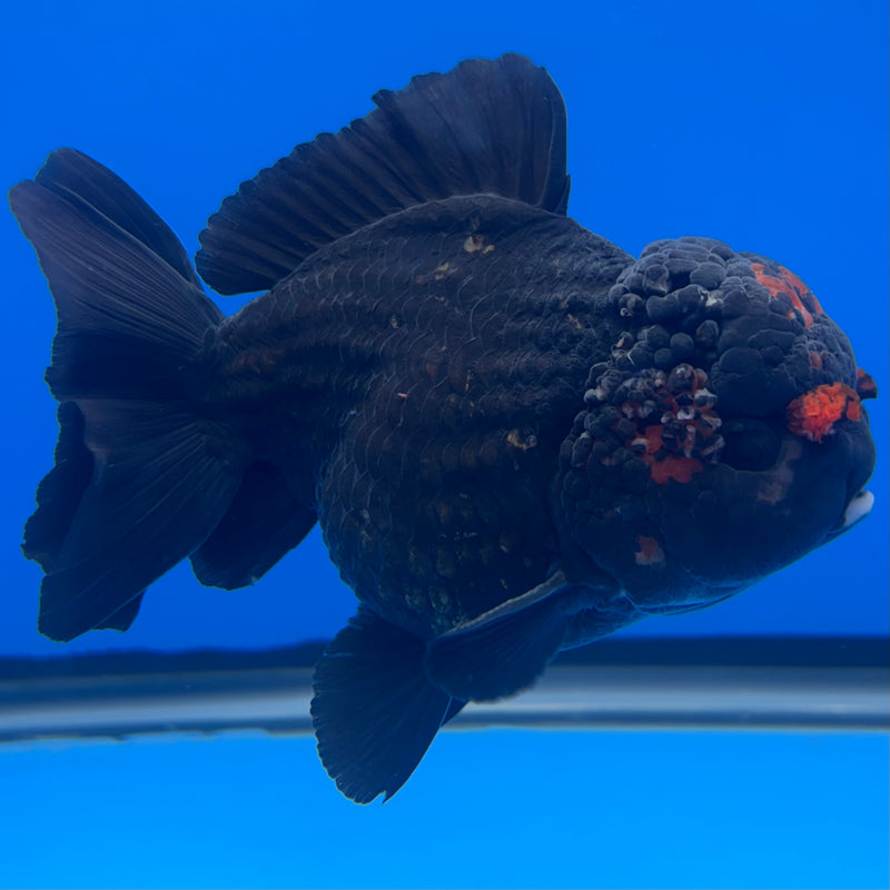 Thai Oranda JUMBO Black Body Red Cap 4” Body Male(QGF-CK-1340)BLUETUB1