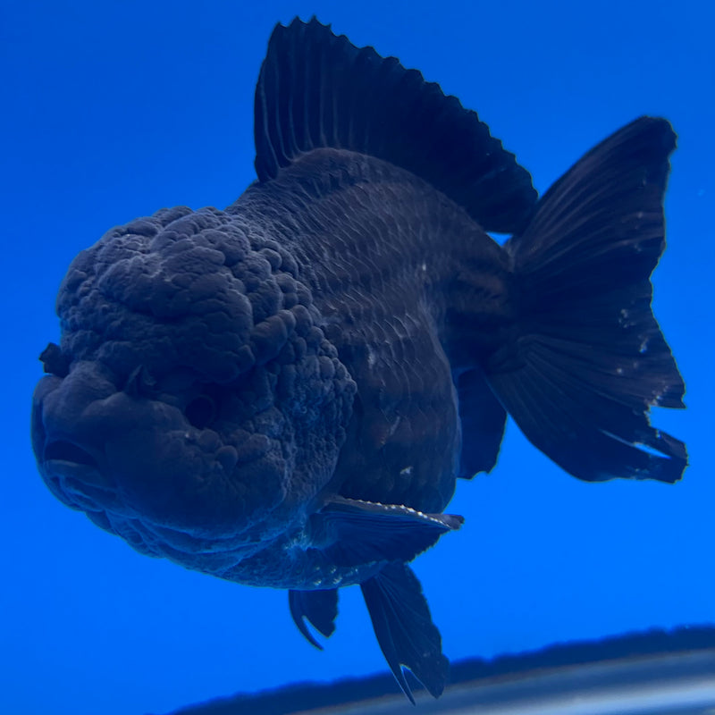 Thai Oranda JUMBO Full Black 4” Body Male(QGF-CK-1339)BLUETUB1