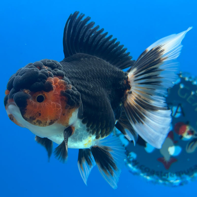 Thai Oranda Tri-Color 3” Body Male(CK-968)R3B21