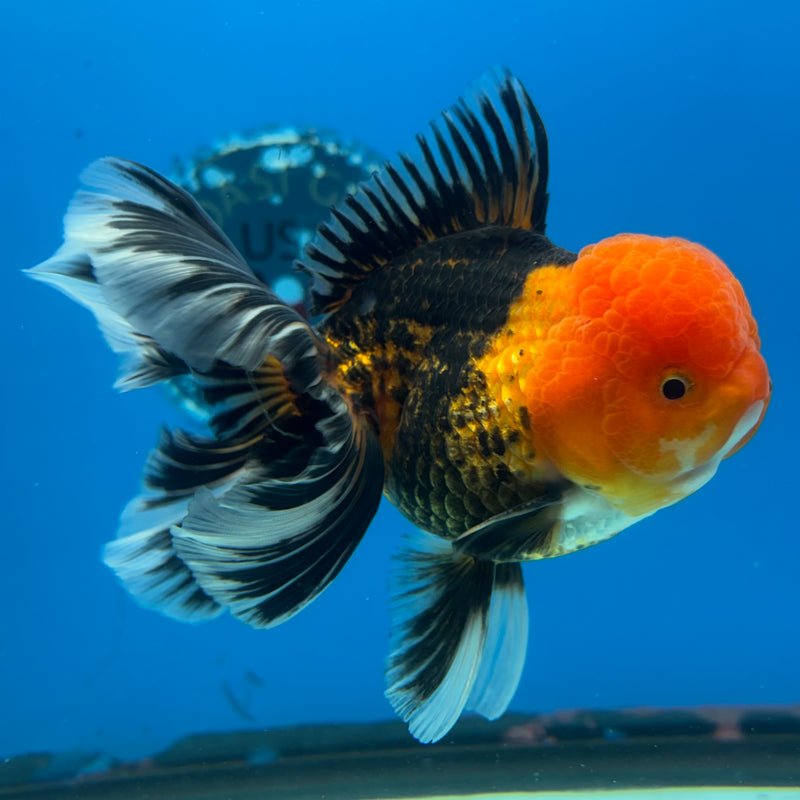 Thai Oranda Apache 3.5” Body Male(QGF-CK-1072)SHOWTANK