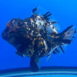 Thai Oranda Tri-Color Tiger 4" Female(NKT-CK-1577)BLUETUB-B