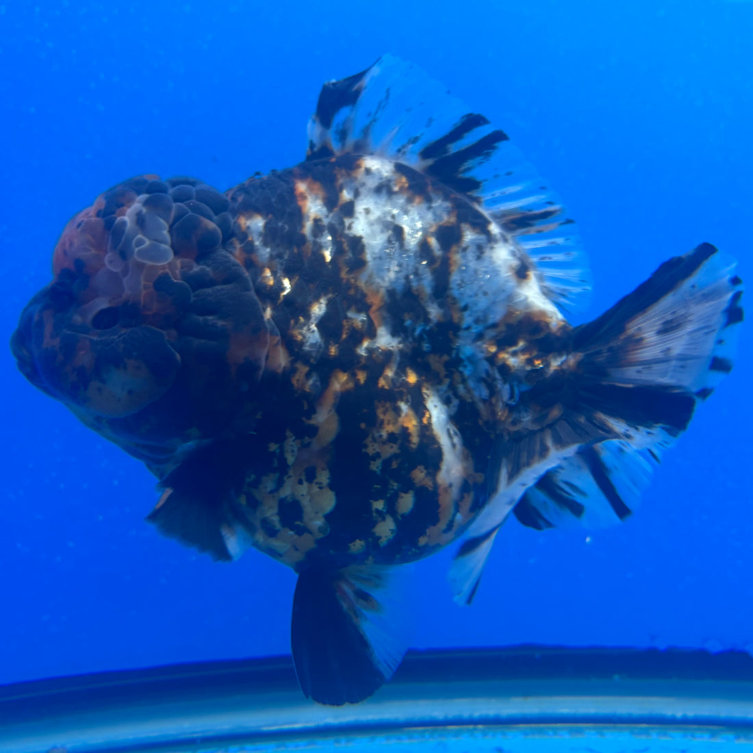Thai Oranda Tri-Color Tiger 4" Female(NKT-CK-1577)BLUETUB-B