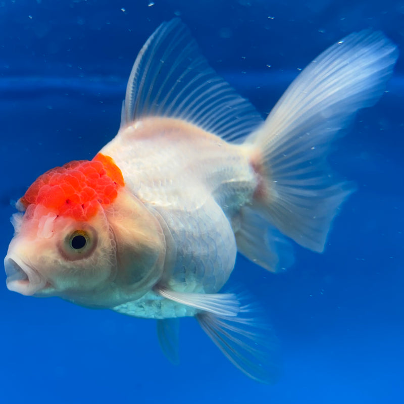Thai Oranda White Body Red Cap 2.5" Male(CK-1528)R3B13