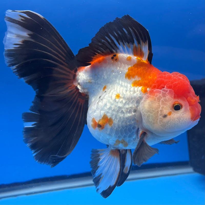 Thai Oranda AA JUMBO Tri-Color/Apache 4” Body Male(AA-CK-1357)R1BLUETUB3