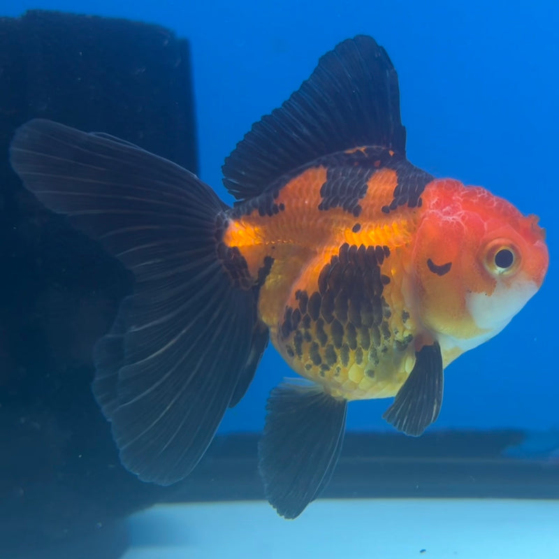 Thai Oranda Apache 2.5” Body Male(CK-1430)R3B18