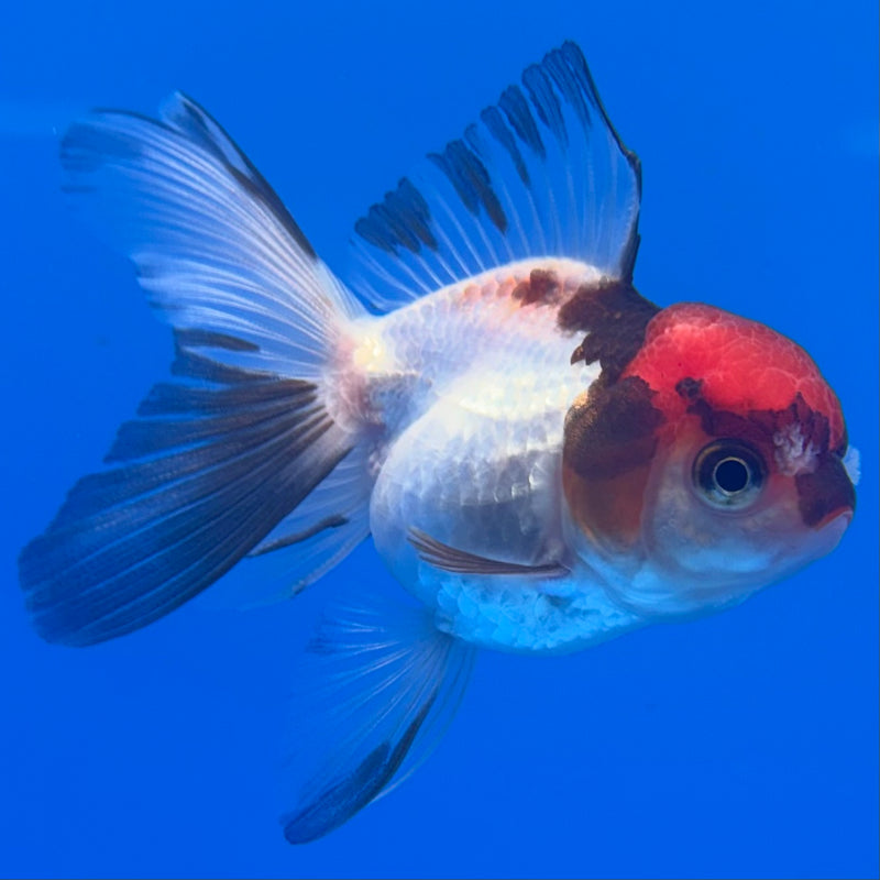 Thai Oranda Tri-Color 2” Body Female(CK-1313)R3B13