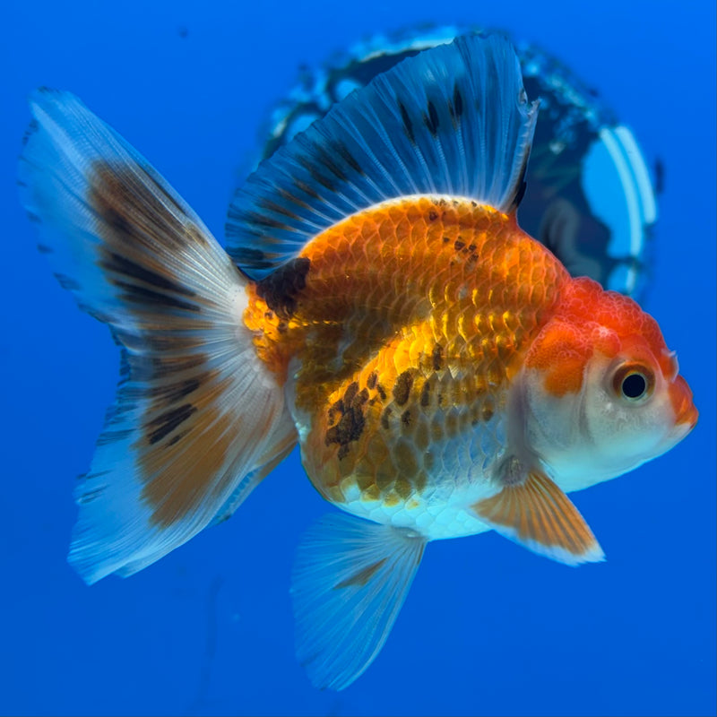 Thai Oranda Tri-Color/Apache 2.5” Body Male(CK-856)R3B17