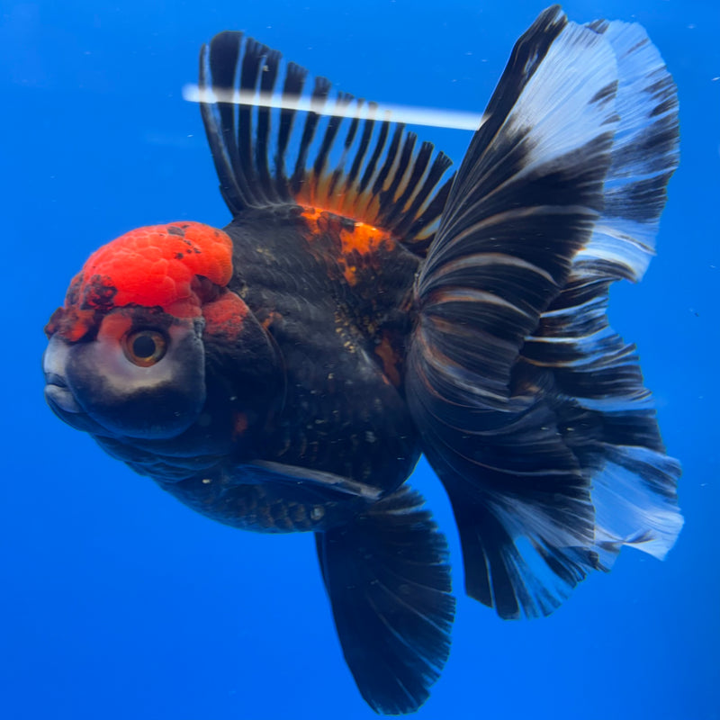 Thai Oranda JUMBO Tri-Color/Apache 4” Body Female(QGF-CK-1320)BLUETUB1