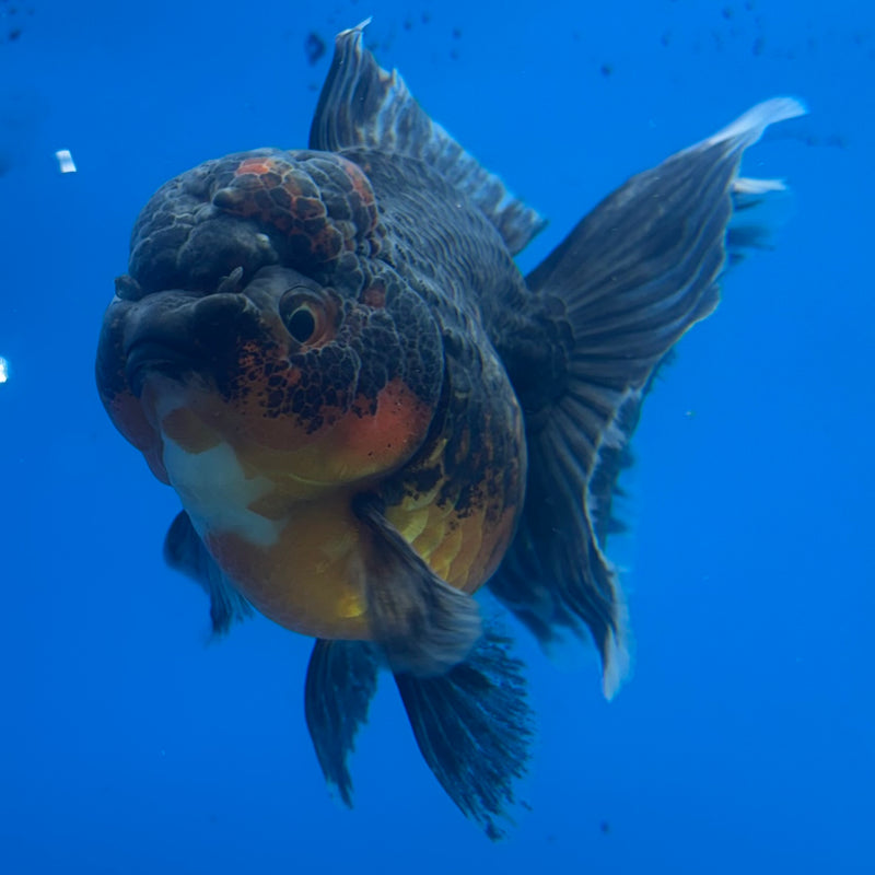 Thai Oranda Calico Yuanbao by SHOGUN 3” Body Female(CK-1202)SHOWTANK