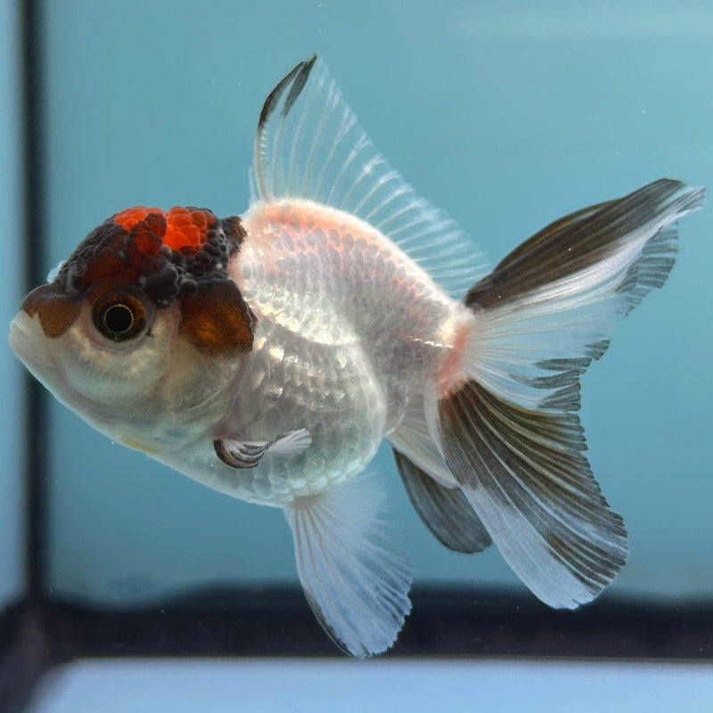 Thai Tri-Color Oranda 2“ Body Female (JCD-126) R4B05