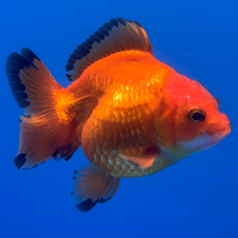 Thai Oranda Apache 2.5” Body Female(CK-731)R1B01