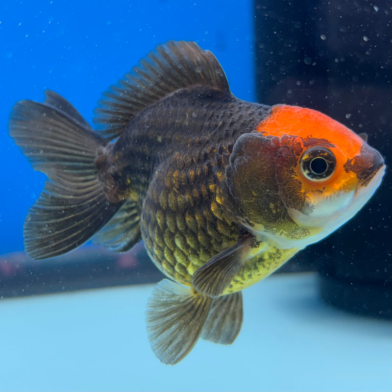 Thai Oranda Black Body Red Cap 2.5" Female (CK-1547)R3A16