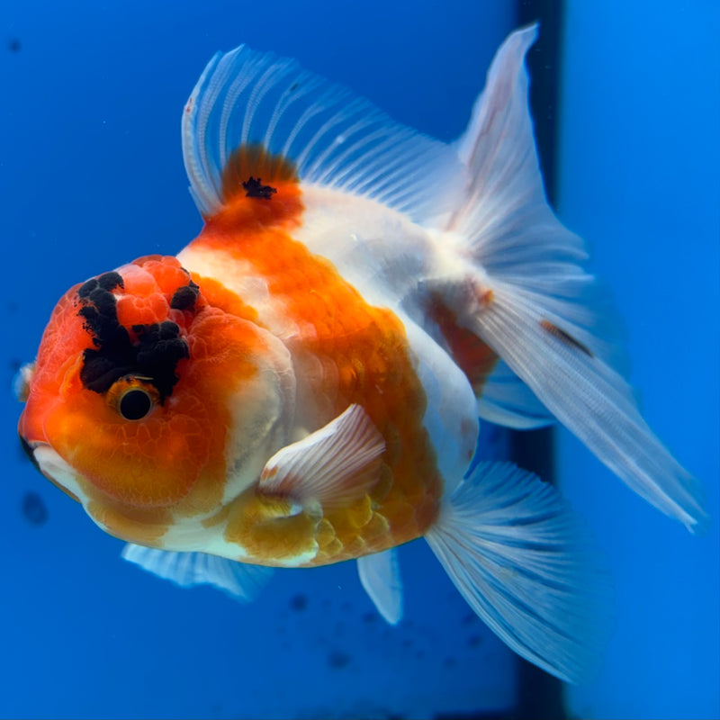 Thai Oranda Tri-Color Tiger Calico 3” Female(BIN-CK-1065)SHOWTANK2
