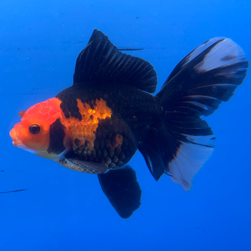 Thai Oranda Apache 3” Body Male(CK-952)R3B17