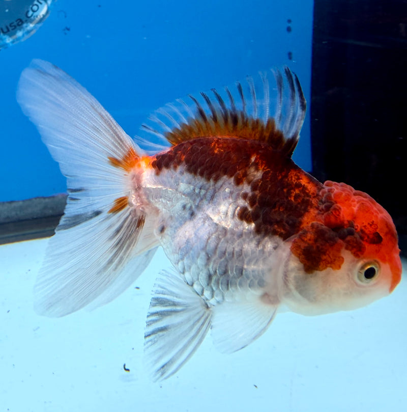 Thai Oranda Tri-Color 2.5” Female (FEB-271)R3A09