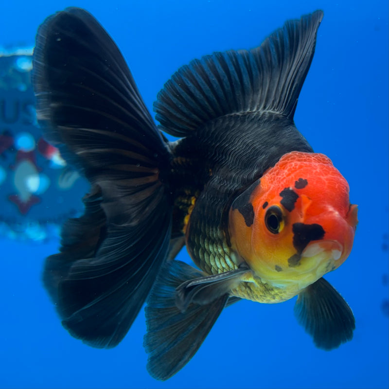 Thai Oranda Apache 3” Body Male(CK-1406)R1B09