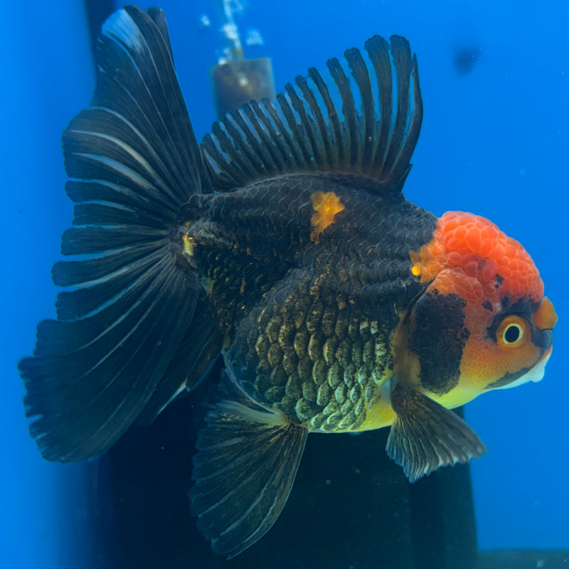 Thai Oranda Apache 3.5” Body Female(CK-918)R1BLUETUB4