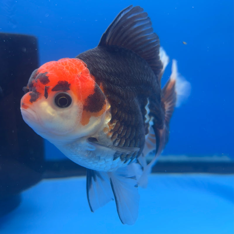 Thai Oranda Tri-Color 3” Body Male(CK-839)R3B20