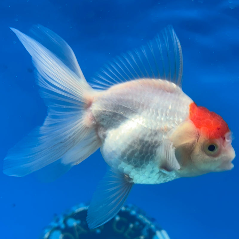 Thai Oranda White Body Red Cap 2.5" Male(CK-1528)R3B13