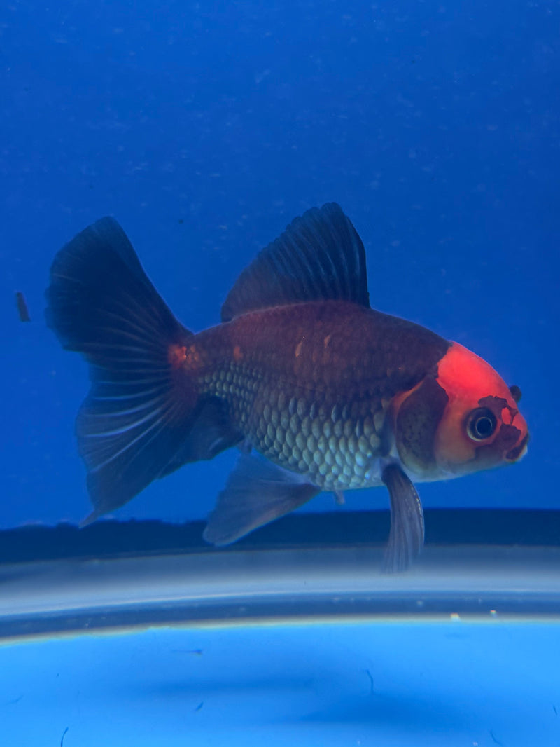 Thai Oranda Apache 2.5” Male (FEB-321)R3B08