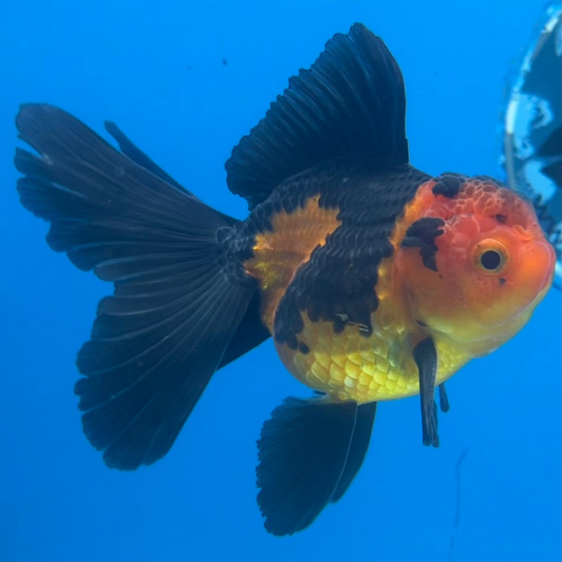 Thai Oranda Apache 2.5” Body Male(CK-1427)R3B18