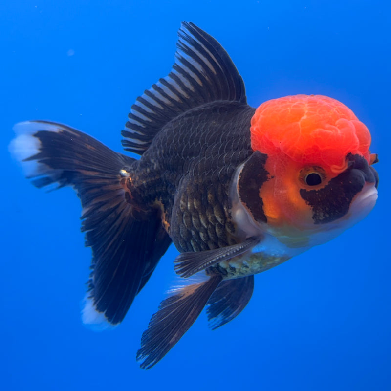 Thai Oranda Apache 3” Body Male(CK-725)R1A02