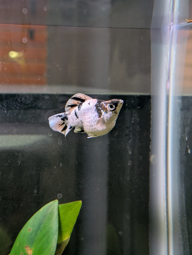 High Grade Zebra Balloon Molly (Poecilia sphenops)