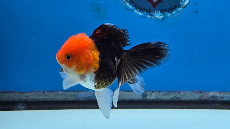 Thai Tri Color Orchid Tail Medium Breed Female 2.50 inch Body (NNN-3001)R3B15