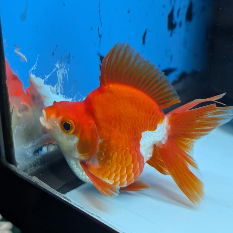 (KP-239) Red & White Thai Ryukin 2.5'' Male Show Quality R3B15