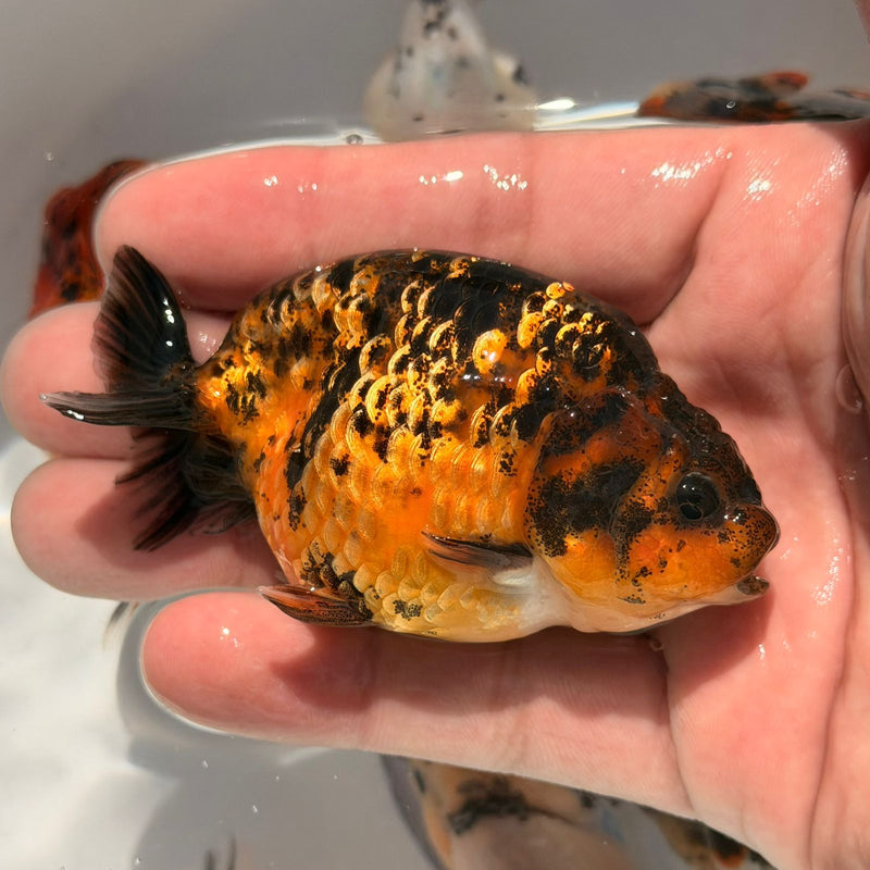 AA Calico Dragon Head Thai Ranchu 2.5'' OUR CHOICE (CGF-086)
