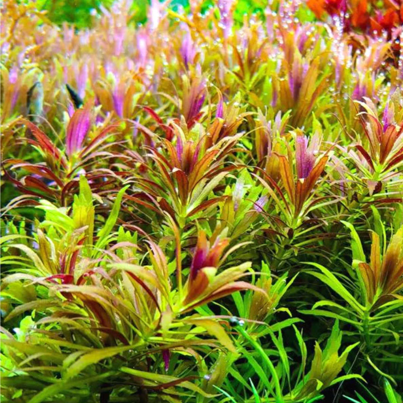 LIMNOPHILA AROMATICA (HIPPURIDOIDES) (RICE PADDY HERB (LIMNOPHILLA AROMATICA))