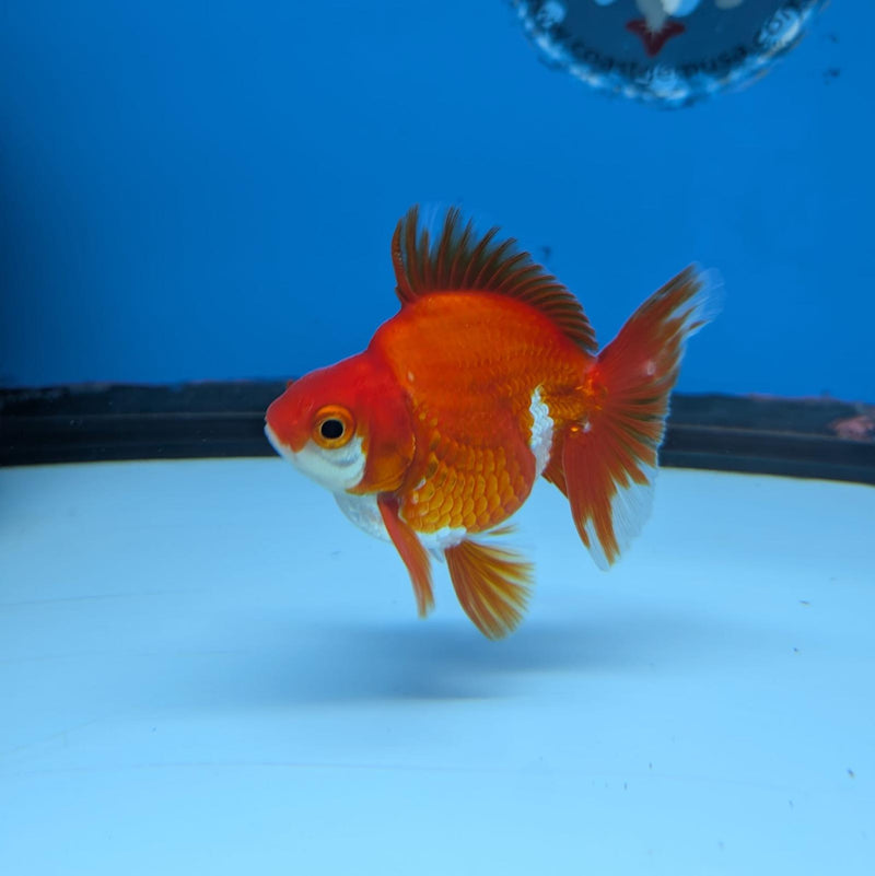 (KP-241) Red & White Thai Ryukin 2.5'' Male Show Quality R3B15