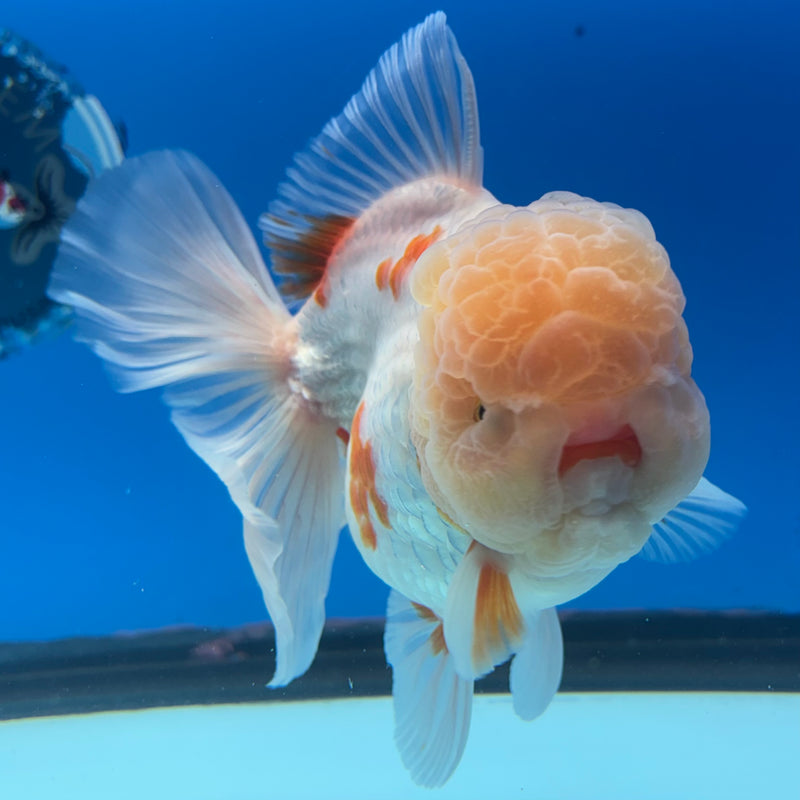 Thai Jumbo Oranda Lemon Head Red/White 4.5” Body Female(CRP-CK-1087)BLUETUB2