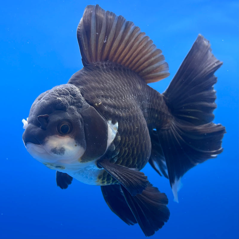 Thai Oranda JUMBO Panda 4” Body Male(QGF-CK-1318)BLUETUB1