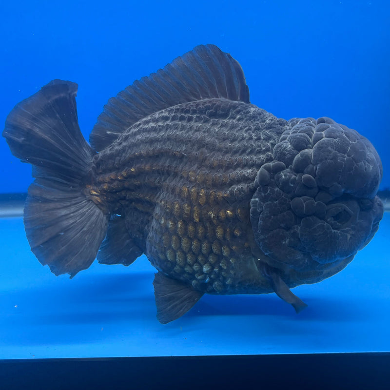 Thai Oranda JUMBO Full Black 5.5” Body Male(NKT-CK-640)BLUETUB2