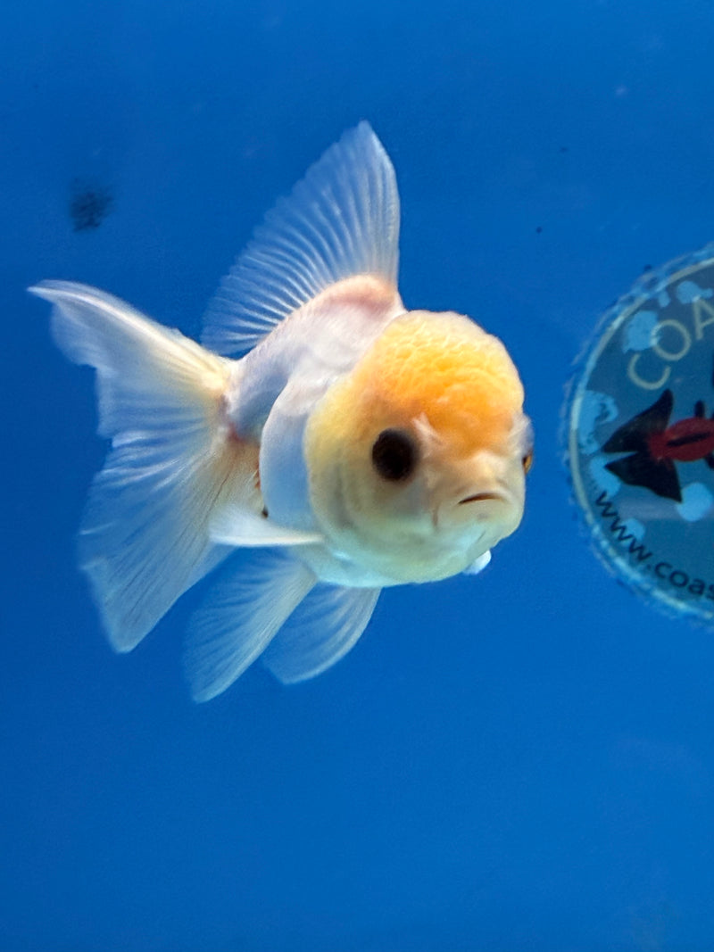 Thai Oranda Lemonhead 2.5” Female (FEB-315)R3B08
