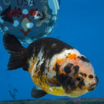 Chinese Ranchu Tiger Calico 3.5 Male (FEB-279)BLUETUBC