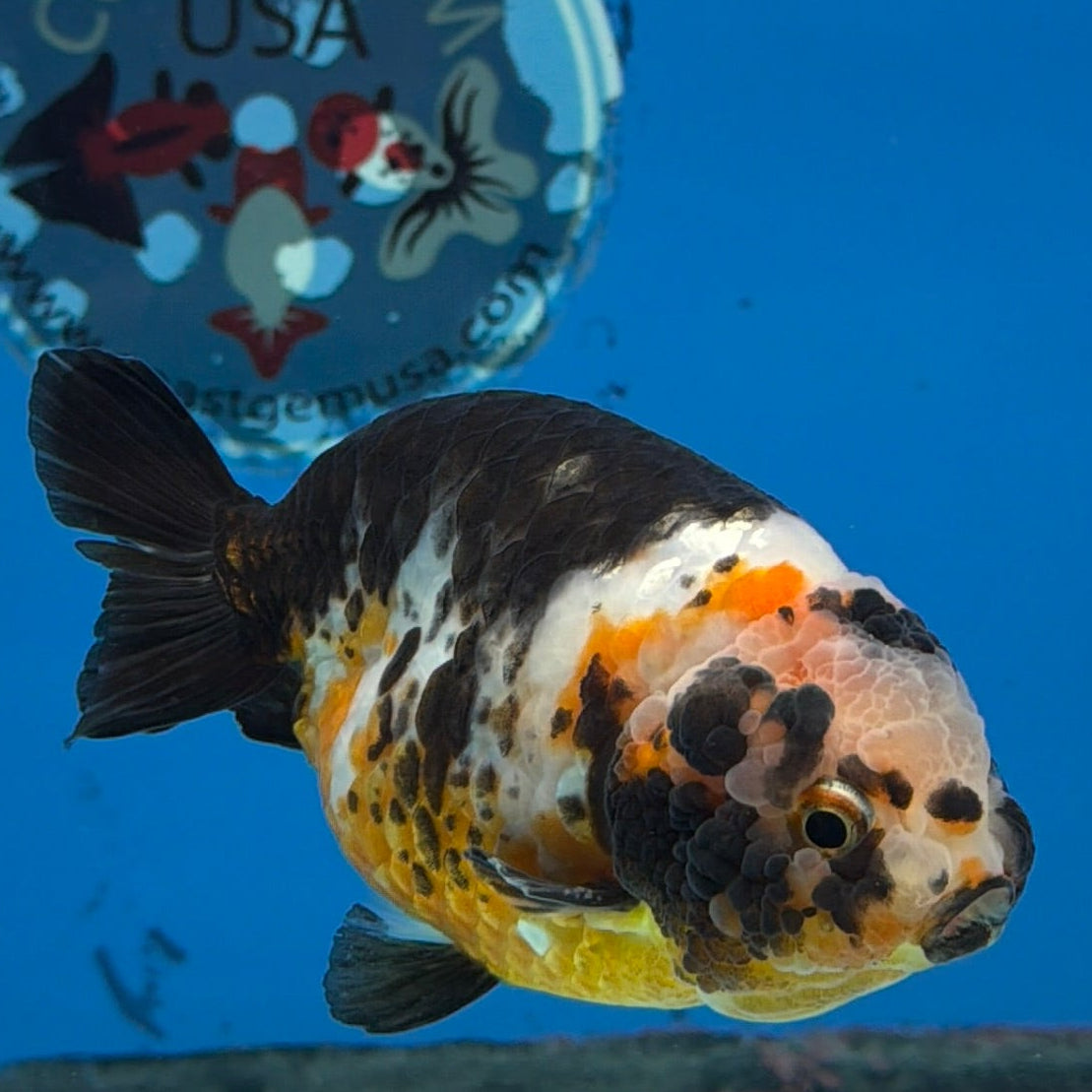 XXChinese Ranchu Tiger Calico 3.5 Male (FEB-279)BLUETUBC