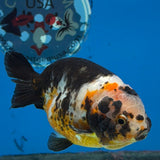 XXChinese Ranchu Tiger Calico 3.5 Male (FEB-279)BLUETUBC