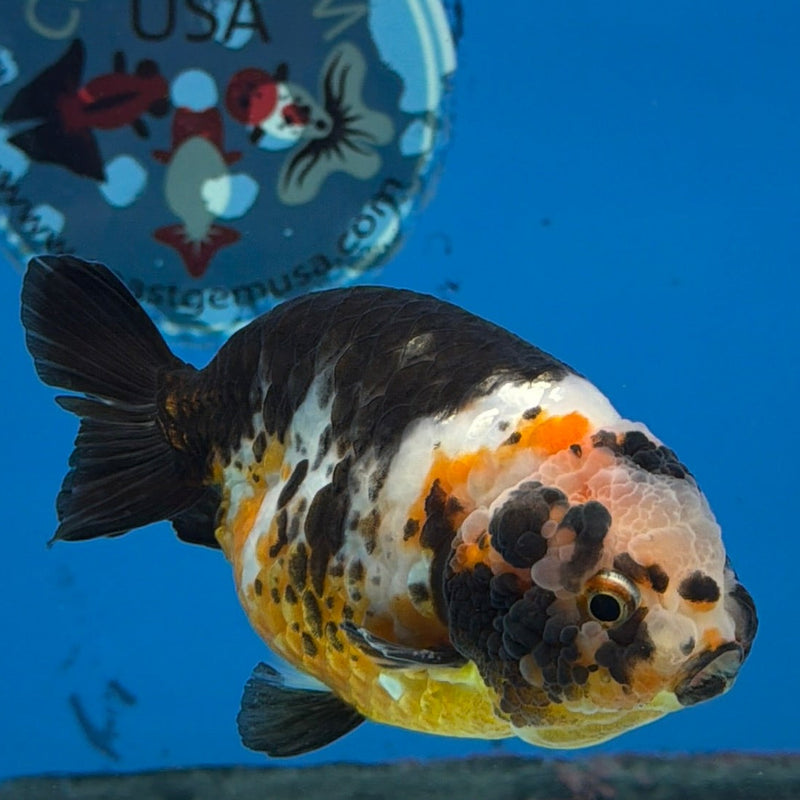 Chinese Ranchu Tiger Calico 3.5 Male (FEB-279)BLUETUBC