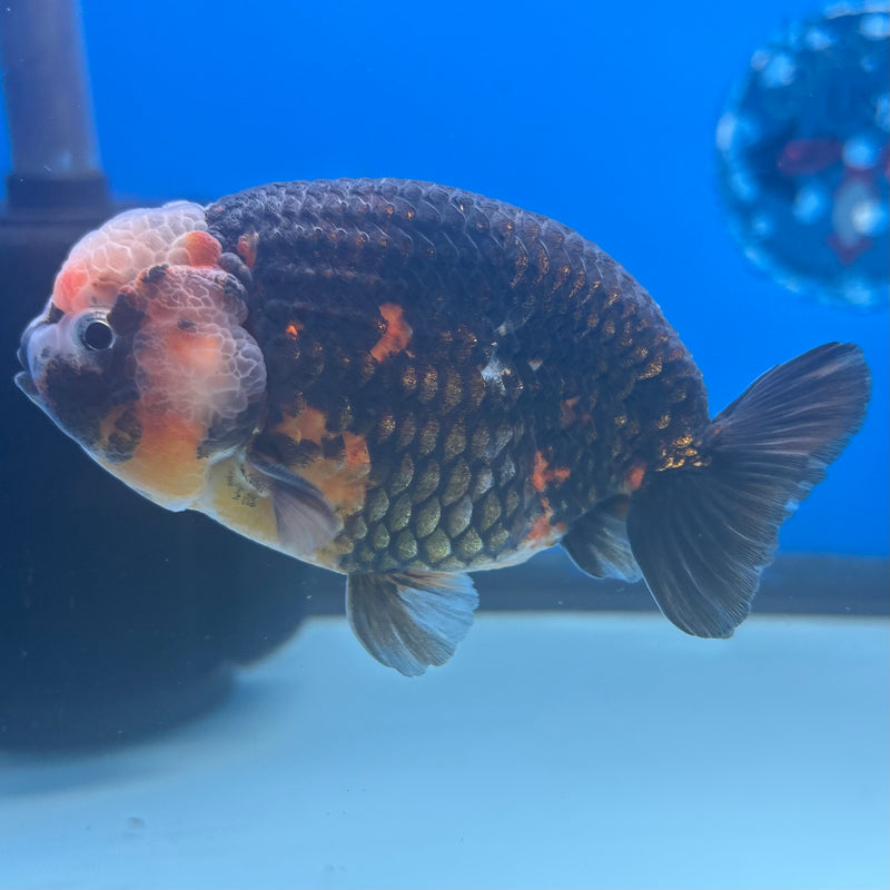 Thai Ranchu Apache Calico RARE 3.5" Body Male(CK-893)R1A11