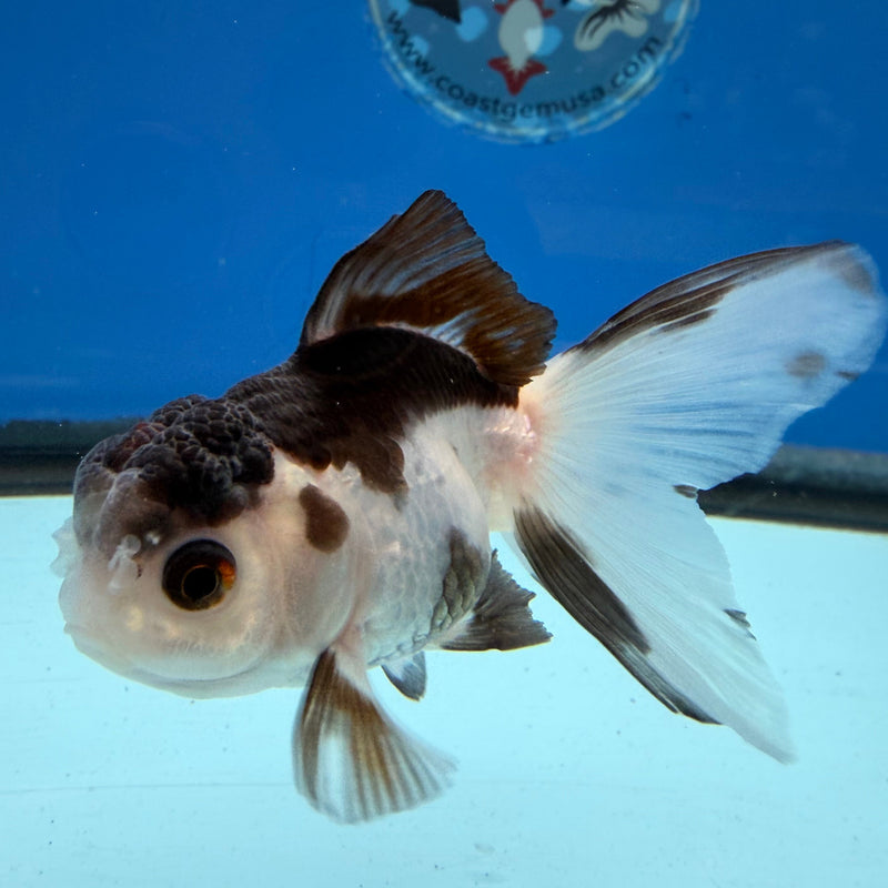 Thai Oranda Panda 2.5” Female (FEB-317)R3B08
